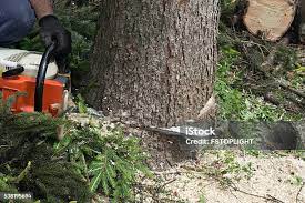 How Our Tree Care Process Works  in  Myersville, MD