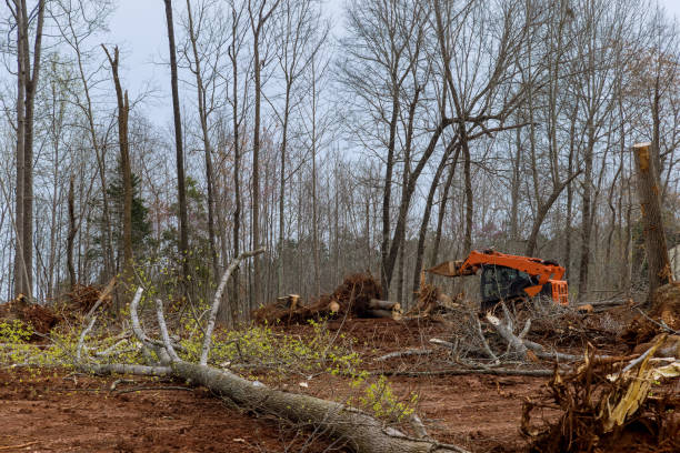 Best Fruit Tree Pruning  in Myersville, MD